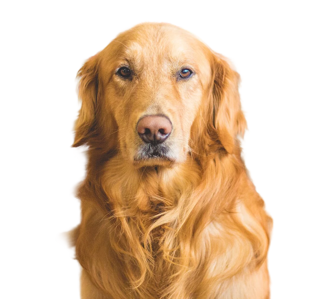 Golden retriever cut out, background removed