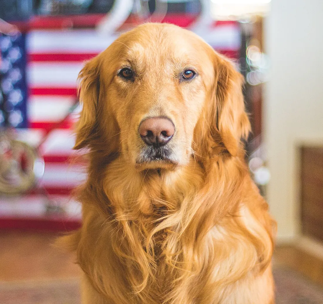 Original photo of a golden retriever